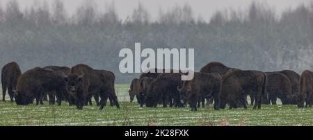 Europäische Bison-Herde weidet im Schneefall Stockfoto