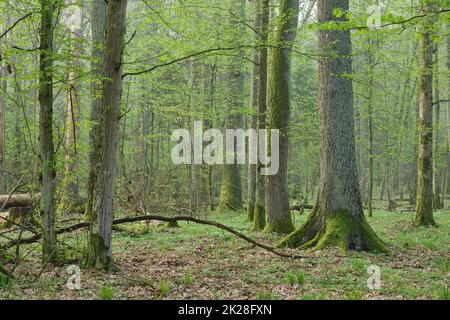 Laubwald im Frühling vor Sonnenaufgang Stockfoto