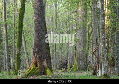 Laubwald im Frühling vor Sonnenaufgang Stockfoto