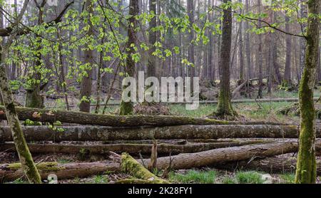 Alte Eschenbäume, die im Frühling im Liegen zerbrochen sind Stockfoto