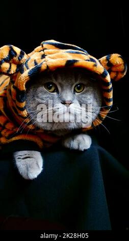 CAT Tiger feiert das neue Jahr 2022 Stockfoto