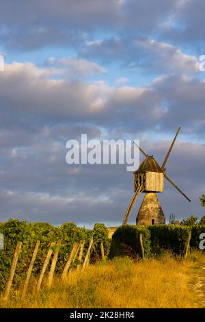 Windmühle von La Tranchee und Weinberg in der Nähe von Montsoreau, Pays de la Loire, Frankreich Stockfoto