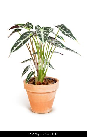 Alocasia Bambinoarrow Plant in braunem Keramiktopf isoliert auf weißem Hintergrund. Stockfoto