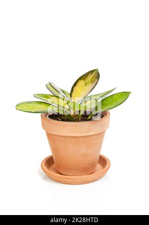 Die dreifarbige Hauspflanze Hoya carnosa, isoliert auf weißem Hintergrund. Stockfoto