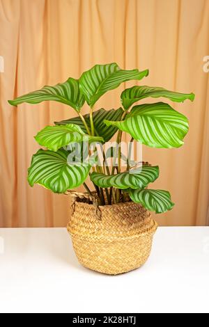 Calathea orbifolia-Pflanze im gelben Korb Stockfoto