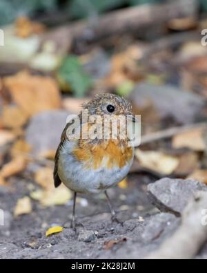 Jungvögel (Erithacus rubecula) mit Lätzchenfedern, die rot werden, während er sich ausbildet und zu einer erwachsenen britischen Tierwelt wird Stockfoto