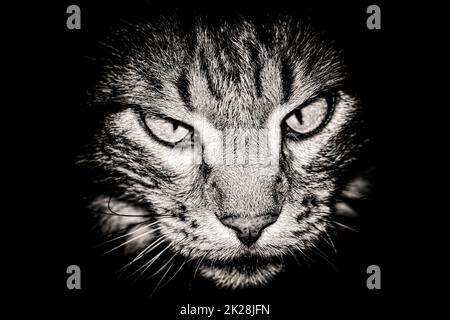 Katzenkopf auf schwarzem Hintergrund Stockfoto