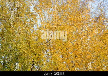 Gelbe Blätter auf Birkenzweigen. Der Herbst kam in den Birkenhain Stockfoto