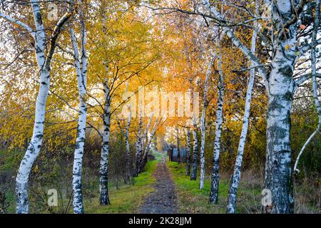 Der Pfad ist voller herbstgelber Blätter von Bäumen. Herbstgasse Stockfoto