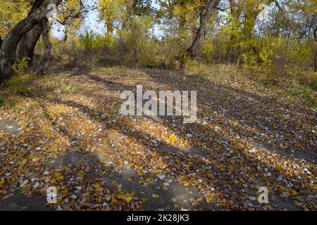 Herbstpappelbäume vergießen ihre Blätter. Der Fall in der Natur Stockfoto