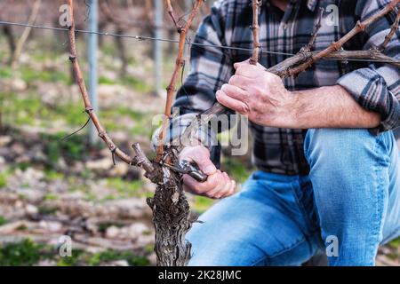 Ein Bauer, der im Winter den Reben schneidet. Landwirtschaft. Stockfoto