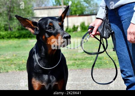 Doberman-Zuchthund Stockfoto