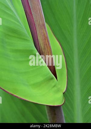 Nahaufnahme eines neuen Canna lilly Leaf Stockfoto