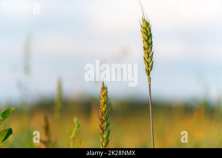 Anbau von Getreidepflanzen auf einem Feld oder einer Wiese. Weideohren schwingen im Wind vor dem Hintergrund von Sonnenlicht und blauem Himmel. Natur, Freiheit. Die Sonnenstrahlen werden durch die Getreidestiele scheinen. Ernte Stockfoto