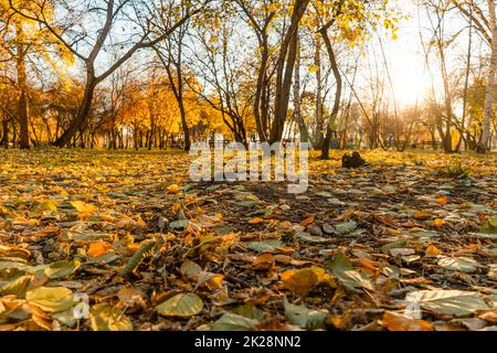 Ein Spaziergang im Park oder auf dem Platz im Oktober durch das goldene Herbstlaub von Bäumen mit den Sonnenstrahlen. Ein Spaziergang durch die Herbstblätter im Wald oder auf der Wiese. Das goldene Laub. Stockfoto