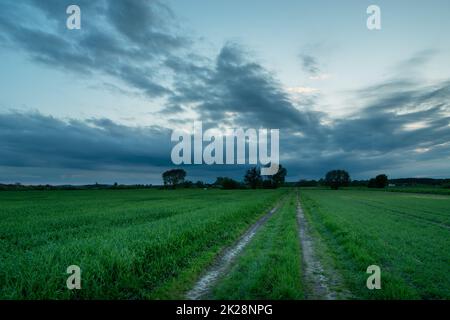 Landstraße durch die grünen Getreidefelder Stockfoto