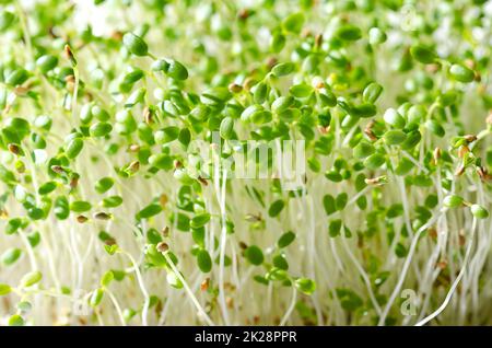 Rotklee-Setzlinge, Mikrogrün und frische Sprossen, Nahaufnahme Stockfoto