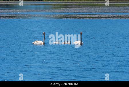 Trompeter-Schwanenfamilie geht schwimmen Stockfoto