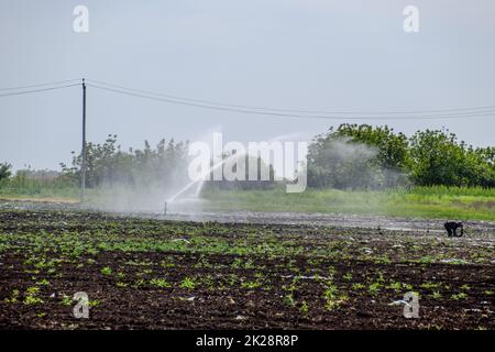 Das Bewässerungssystem im Bereich der Melonen. Die Bewässerung der Felder. Sprinklerschutz Stockfoto