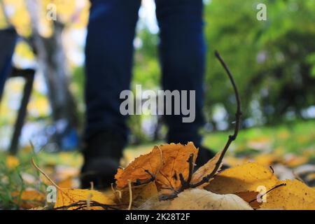 Damenbeine in blauen Jeans und schwarzen Sneakers vor dem Hintergrund der Herbstblätter gelb-orange. Unscharfer Hintergrund. Stockfoto