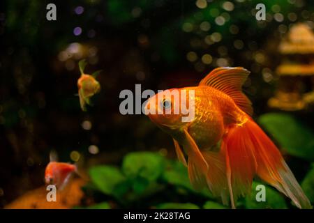 Goldfische im Süßwasseraquarium mit Wasserpflanzen und anderen Fischen Stockfoto