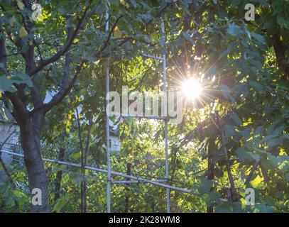 Die Sonne strahlt bei Sonnenuntergang zwischen den Blättern der Bäume im Garten Stockfoto