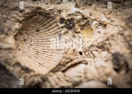 Meeresmuschelfossilien, gefangen in Sandstein Stockfoto