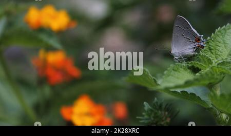 Grey Hairstreak Butterfly - Strymon melinus auf Lantana Blatt Stockfoto