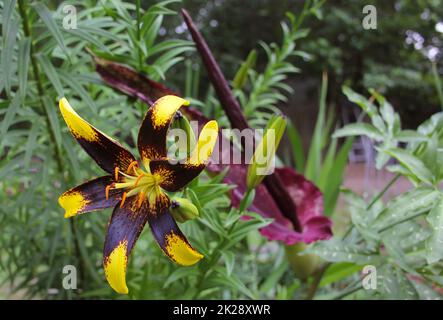 Schwarz-Gelbe Lilie mit blühendem Drachenarum im Hintergrund Stockfoto