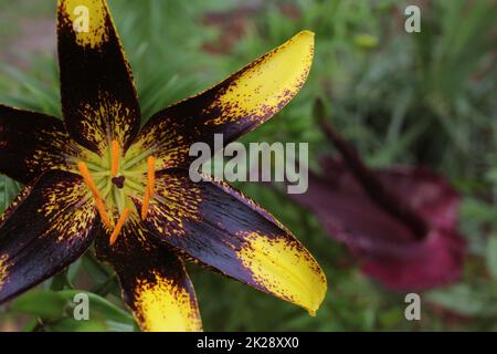 Schwarz-Gelbe Lilie mit blühendem Drachenarum im Hintergrund Stockfoto