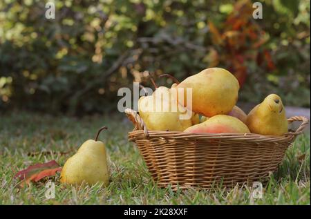 Birnen im Weidenkorb im Freien im Herbst Stockfoto