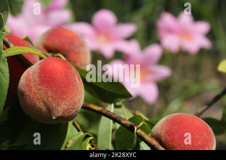 Pfirsichbaum mit erntfertiger Frucht und rosa Regenlinsen im Hintergrund Stockfoto