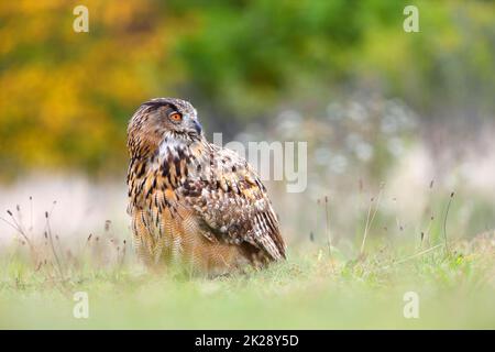 Herbstporträt einer eurasischen Adlereule, die auf dem Boden sitzt und zurückblickt Stockfoto