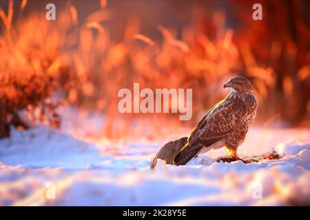 Wilder Bussard, der im Winter auf dem Schnee sitzt und von der Morgensonne beleuchtet wird Stockfoto