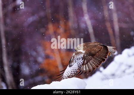 Bussardenfliegen bei Schnee im Winter mit Kopierraum Stockfoto