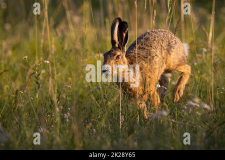 Brauner Hase springt im Gras im Sonnenlicht des Frühlings Stockfoto