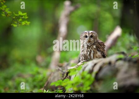 Waldkauz, die in einem grünen, frischen Wald mit Kopierfläche sitzt Stockfoto