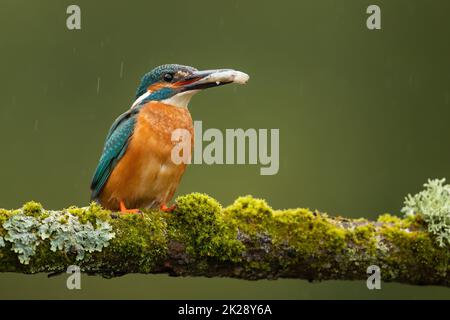 Gewöhnlicher Eisvögel, der Fische im Schnabel auf moosem Ast hält Stockfoto