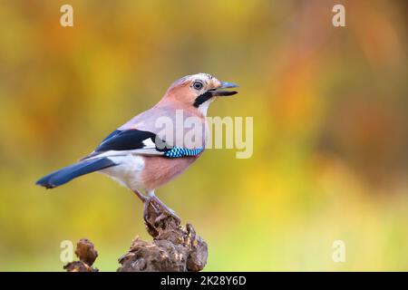 Eurasian jay auf Holz in farbenfroher HerbstNatur Stockfoto