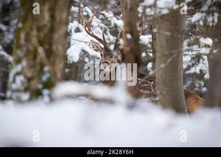 Rotes Reh, das hinter dem Baum in schneebedeckten Wäldern steht Stockfoto
