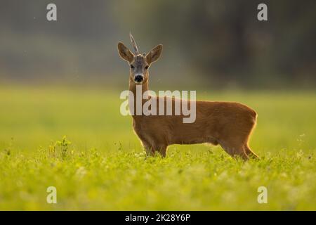 Rehe mit gebrochenem Geweih stehen im Sommer auf Gras Stockfoto