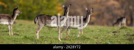 Gruppe von Damhirsch Weibchen stehen im Herbst auf Gras Stockfoto