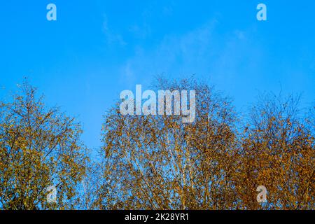 Gelbe Blätter auf Birkenzweigen. Der Herbst kam in den Birkenhain Stockfoto