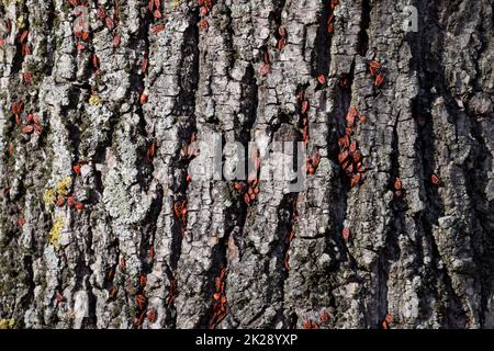 Rote Käfer sonnen sich in der Sonne auf Baumrinde. Herbstsoldaten für Käfer Stockfoto