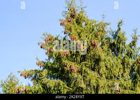 Zweig eines Weihnachtsbaums mit Zapfen am blauen Himmel. Stockfoto