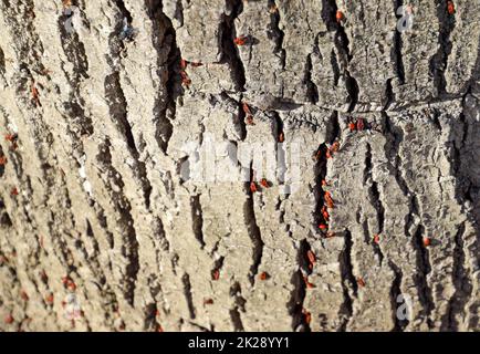 Rote Käfer sonnen sich in der Sonne auf Baumrinde. Herbstsoldaten für Käfer Stockfoto