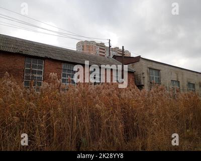 Schilfdicken vor dem Ziegelgebäude. Altes technisches Gebäude. Stockfoto