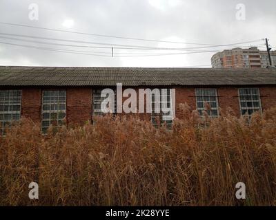 Schilfdicken vor dem Ziegelgebäude. Altes technisches Gebäude. Stockfoto