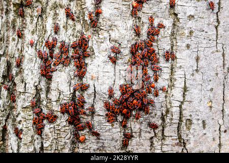 Rote Käfer sonnen sich in der Sonne auf Baumrinde. Herbstsoldaten für Käfer Stockfoto