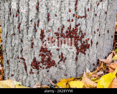 Rote Käfer sonnen sich in der Sonne auf Baumrinde. Herbstsoldaten für Käfer Stockfoto